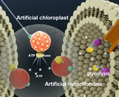 How energy-generating synthetic organelles could sustain artificial cells — a powerhouse of the future