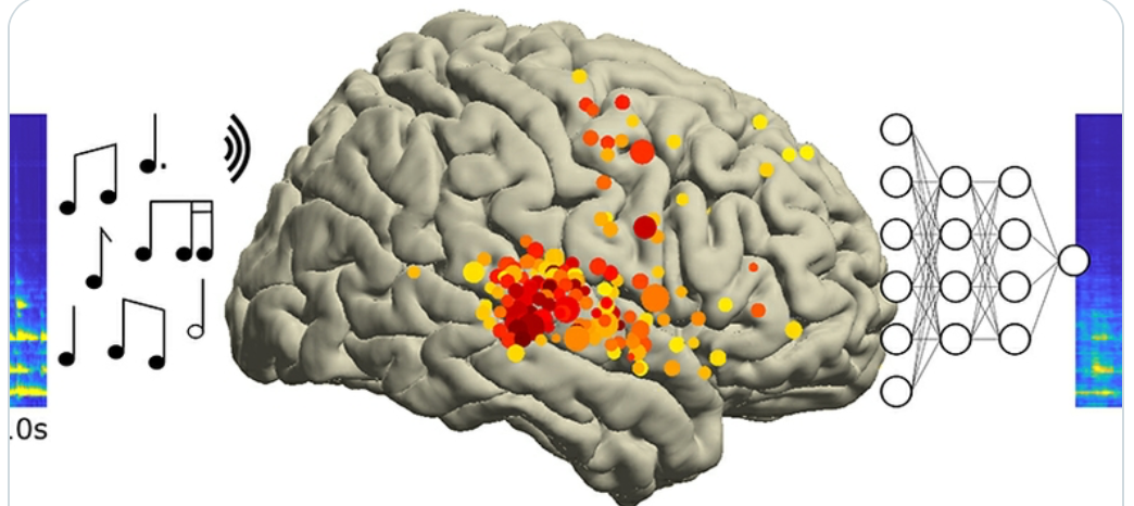 Neuroscientists decode Pink Floyd song from brain recordings