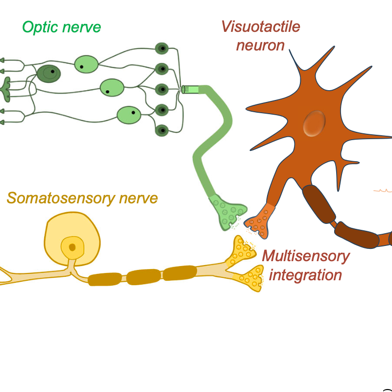 Making AI smarter: a multisensory, integrated artificial neuron