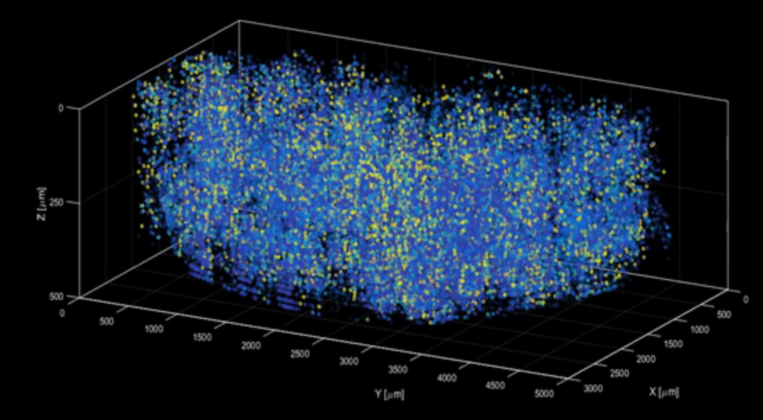 New microscopy technique reveals activity of one million neurons across the mouse brain