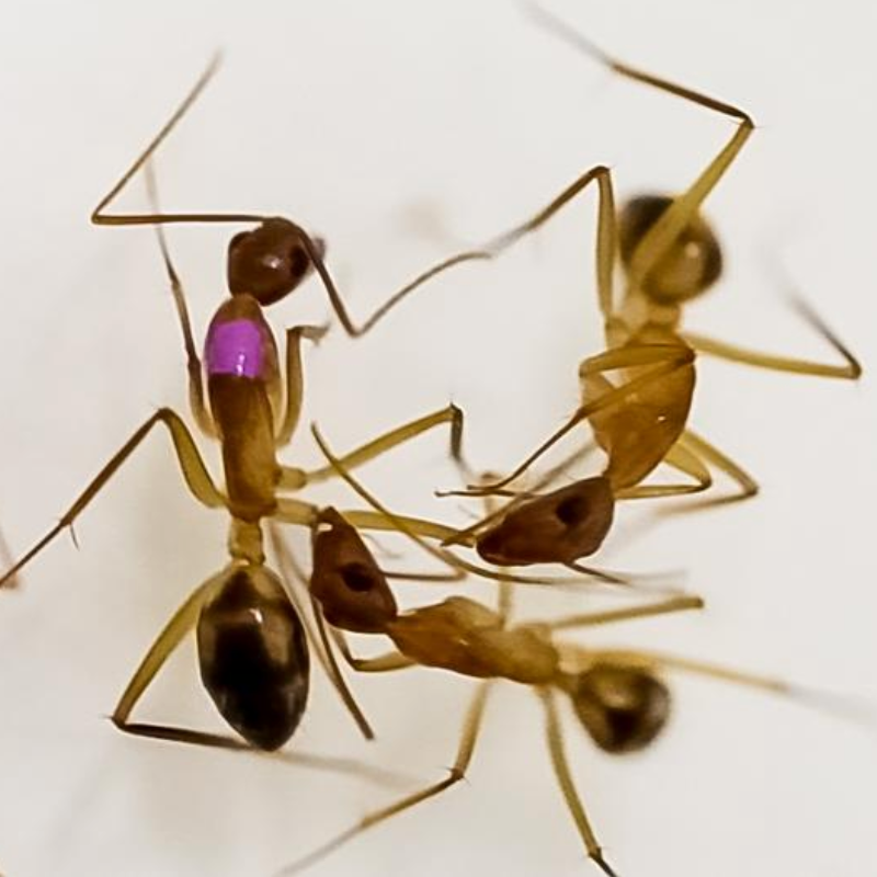 Ant selectively amputates infected limbs of wounded nestmates