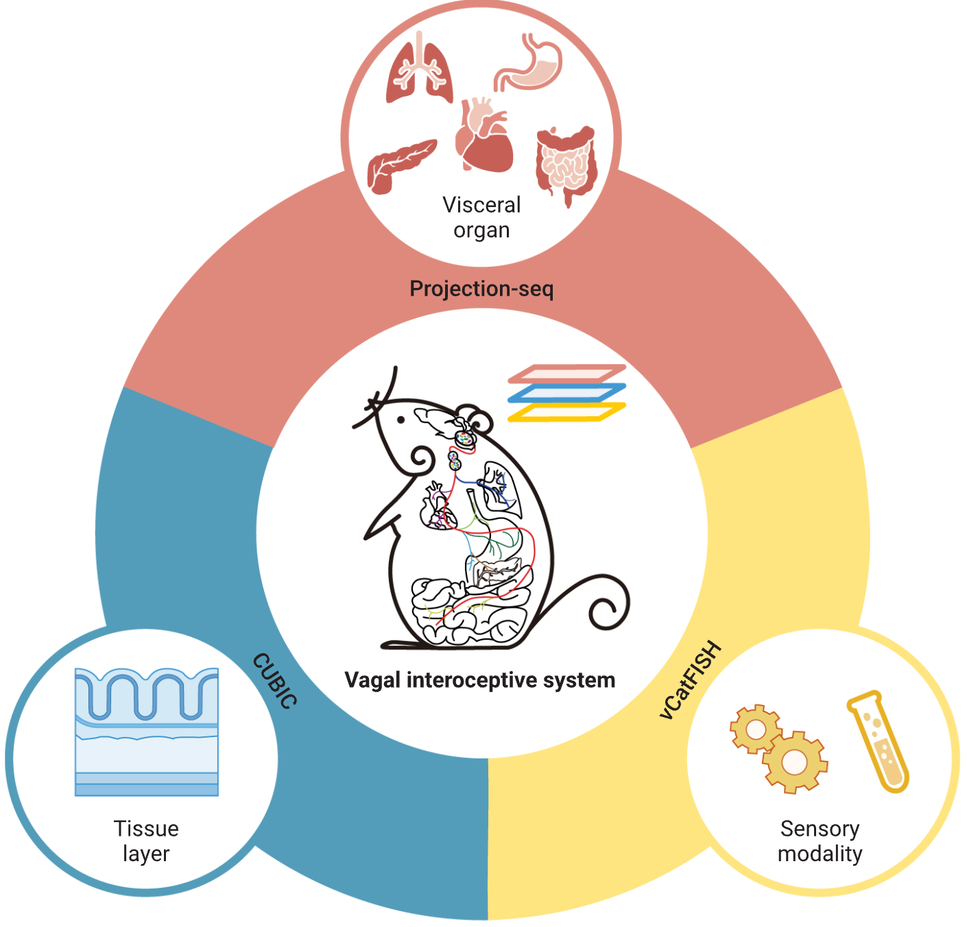 Mapping the body’s internal sensory communication highway