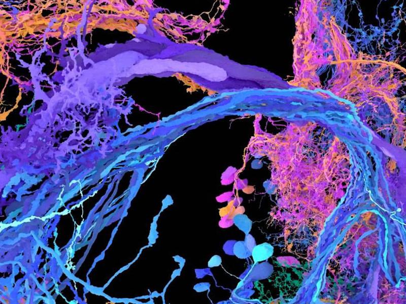 Brain cells from the fruit fly’s auditory circuits, as mapped and annotated by FlyWire (Credit: Princeton University).