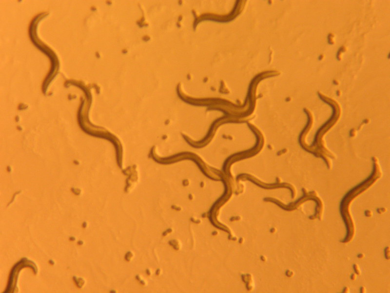 C. elegans, a model organism used for genetics and molecular bio research (Credit: snickclunk / Flickr)