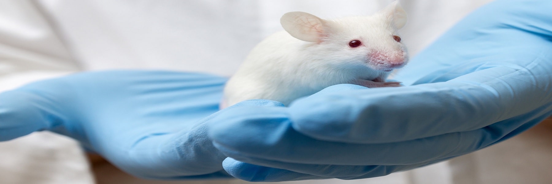 Living mouse created from gene older than animal life