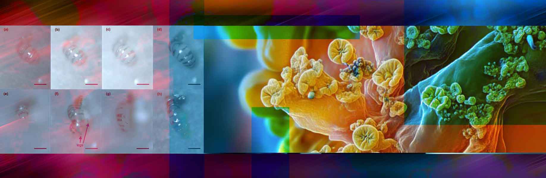 Microfabrication on living organisms
