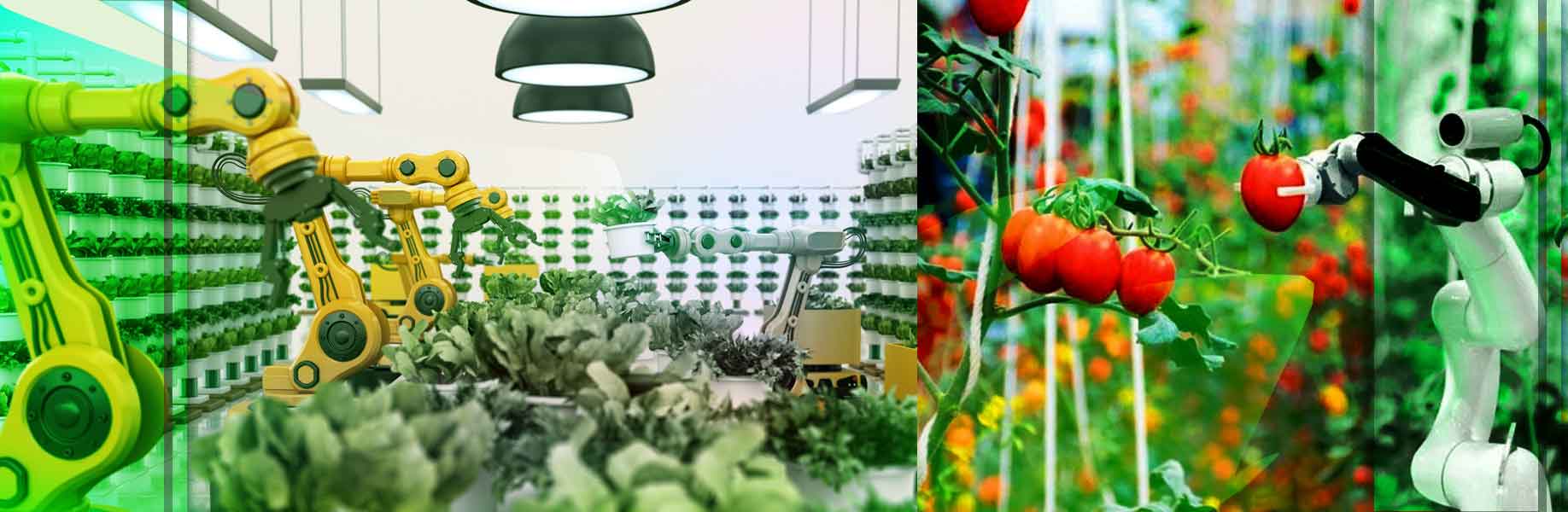Robots revolutionize plant bioengineering for food and energy